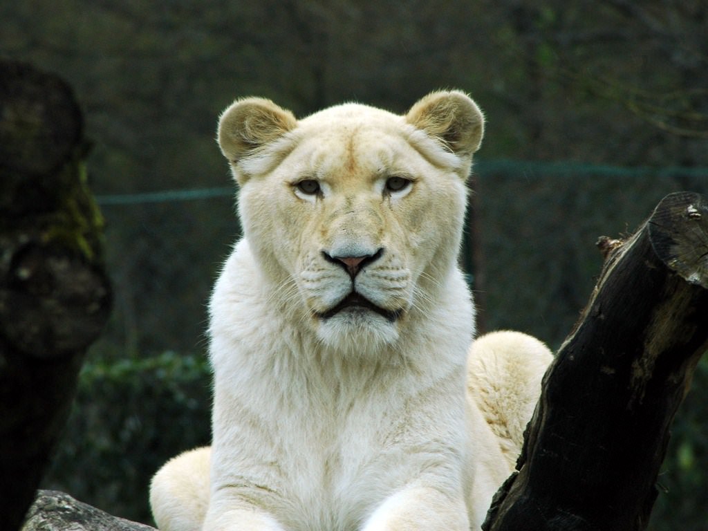 Lions lion blanc