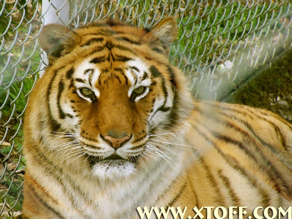 Tigres tigre femelle