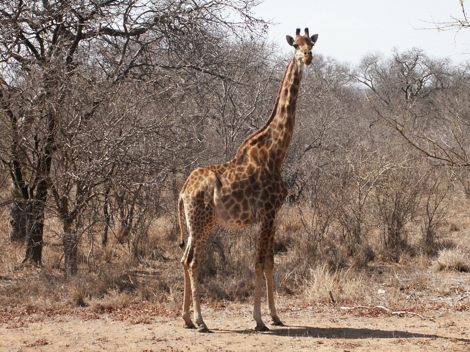 Girafes kruger park afrique du sud