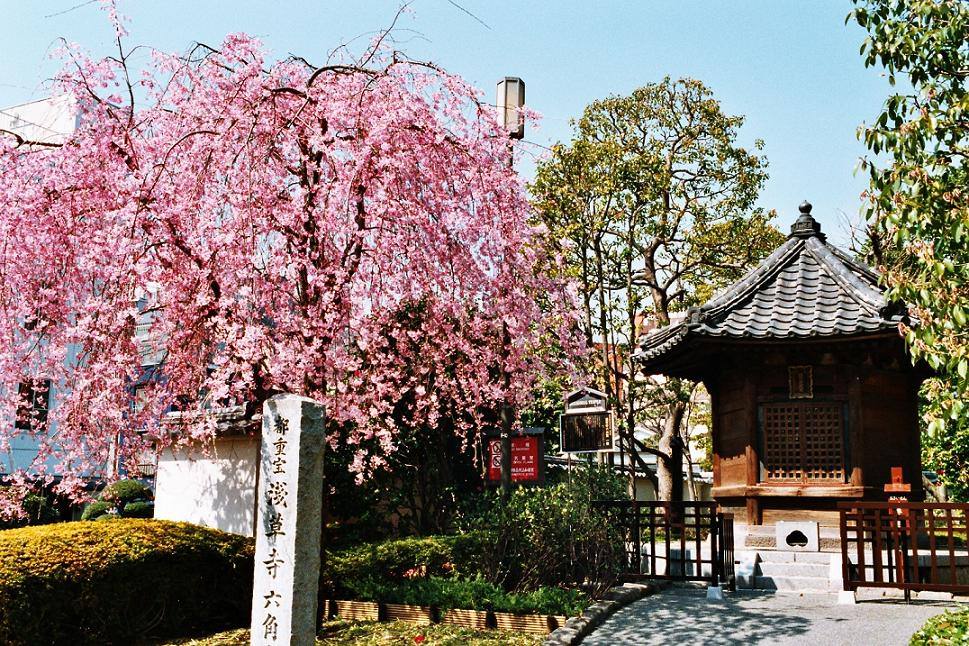 Japon Sakura