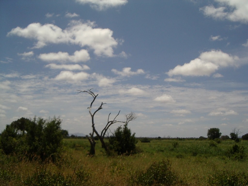 Kenya savane
