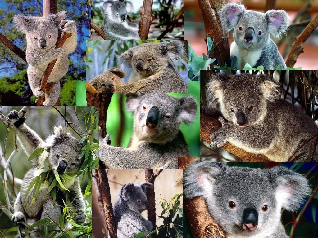 Koalas Le Koala, une peluche touchante de tendresse