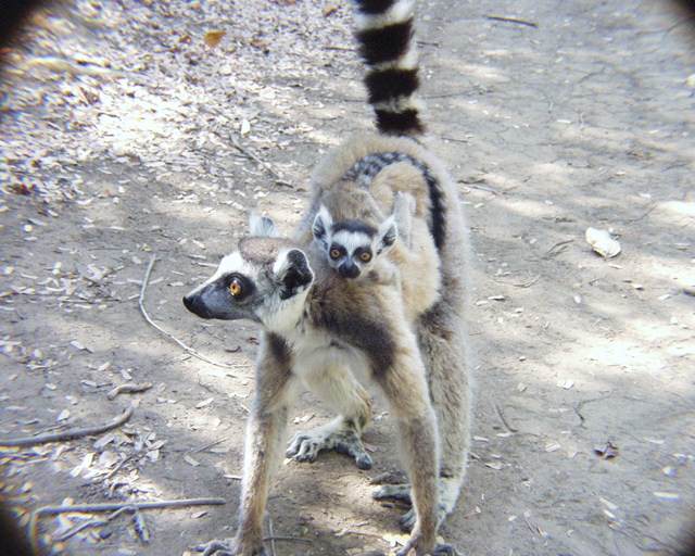 Lemuriens Maki catta