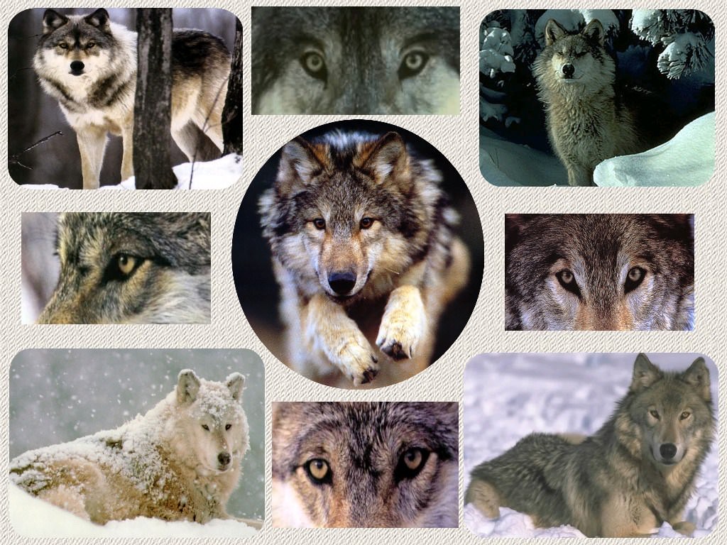 Loups Le loup