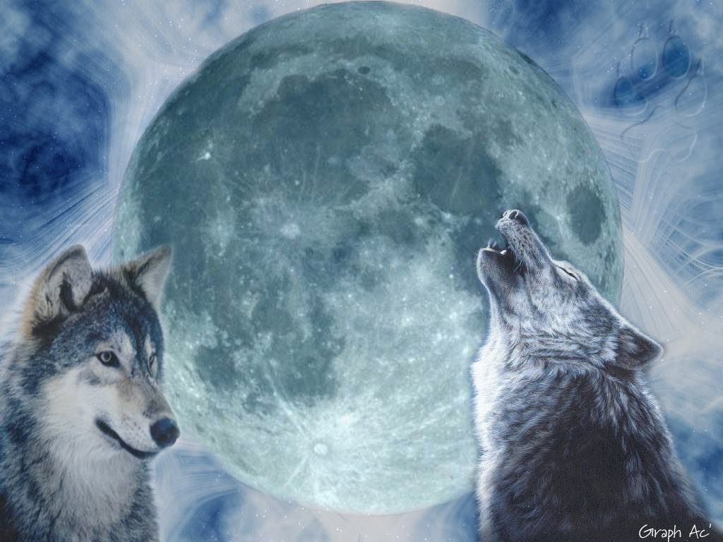 Loups Les loups