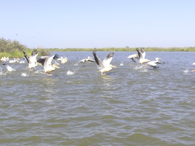 Canards Pélicans blancs