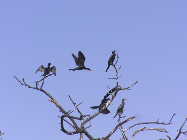 Cormorans Cormorans au repos