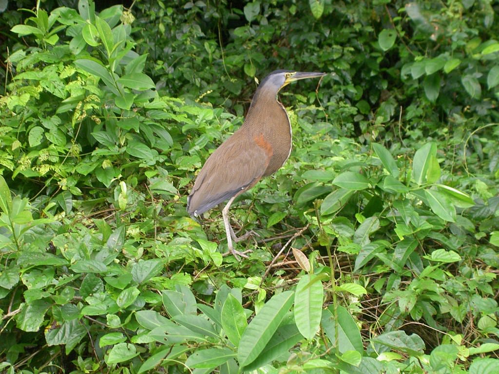 Herons Héron Tigré - Costa Rica - Réserve de Tortuguero