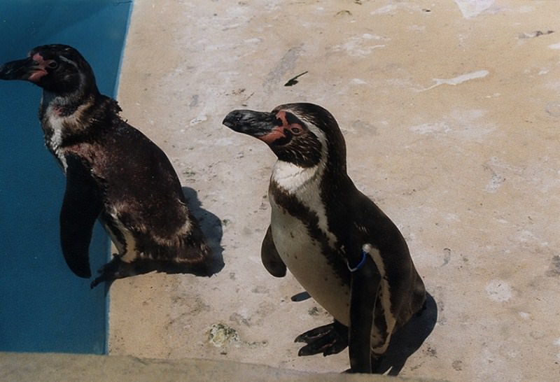Manchots Deux petit pingouins !!!