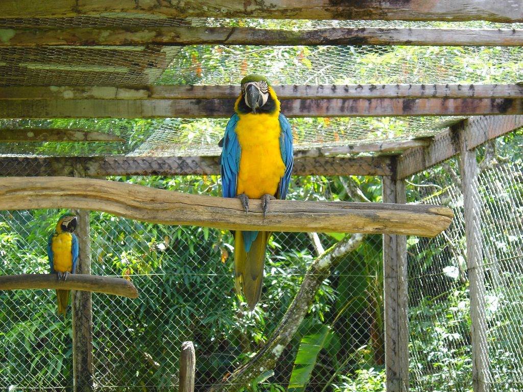 Perroquets Aras de Guyane