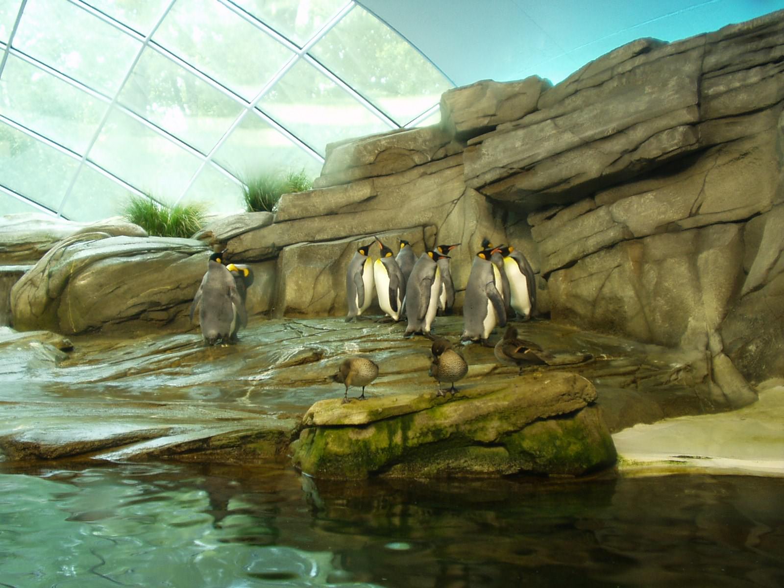 Pingouins Pingouins