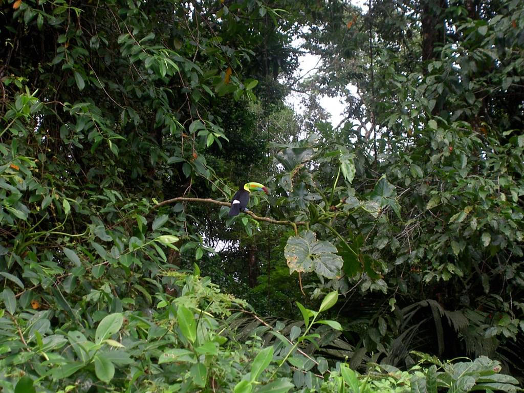 Toucans Toucan Keel Billed - Costa Rica - Réserve de Tortu