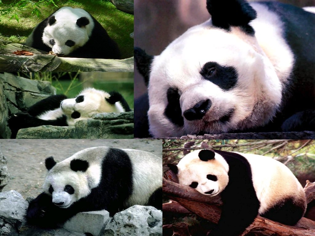Pandas Le panda