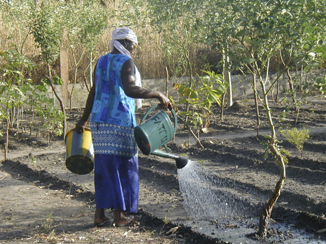 Senegal Maraîchage cultivé par des femmes