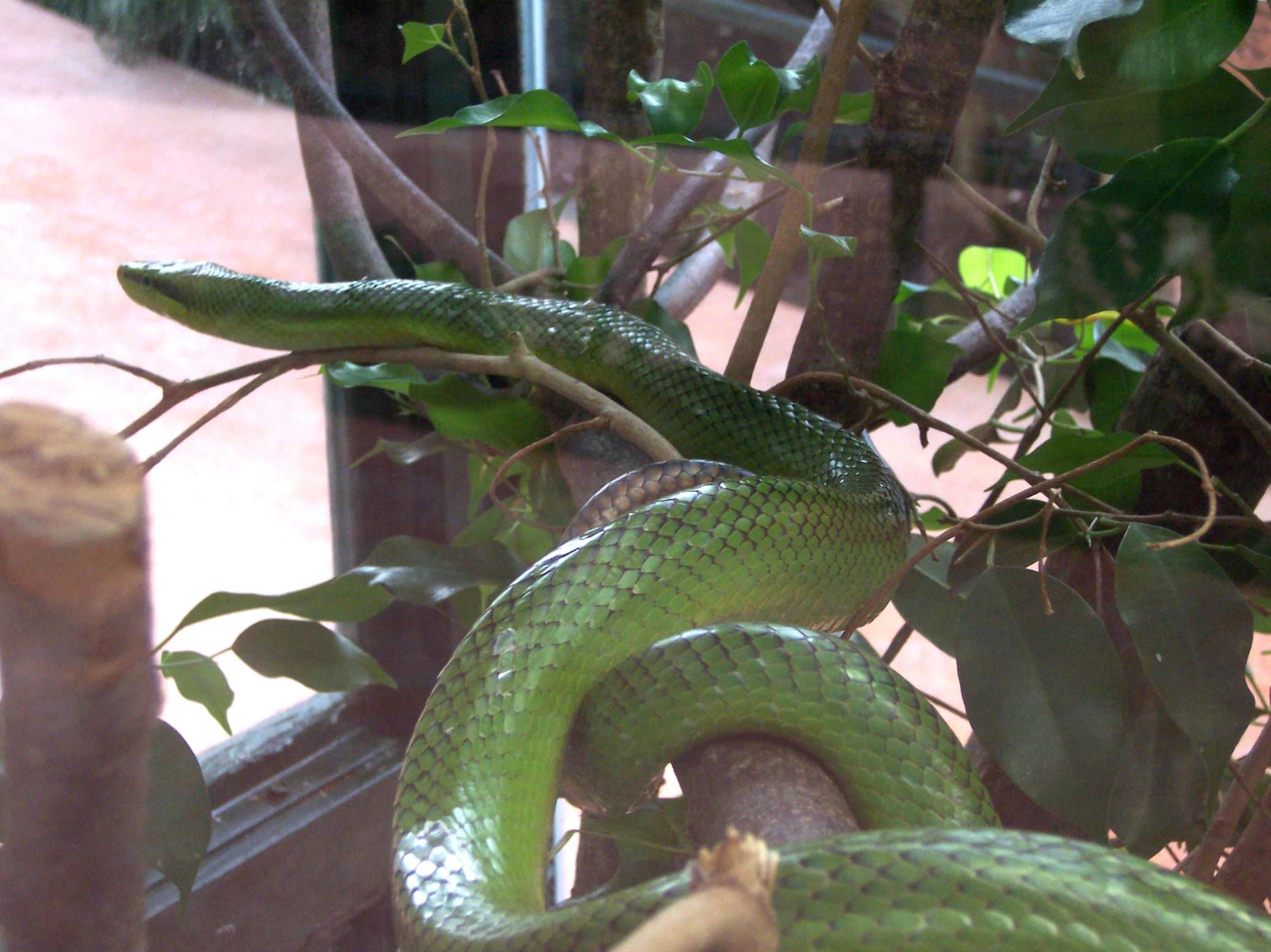 Serpents Python arboricole