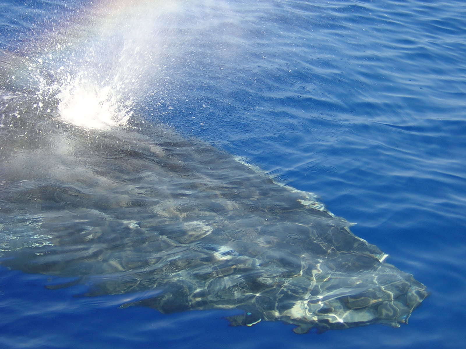 Baleines et Cachalots Baleine à bosses