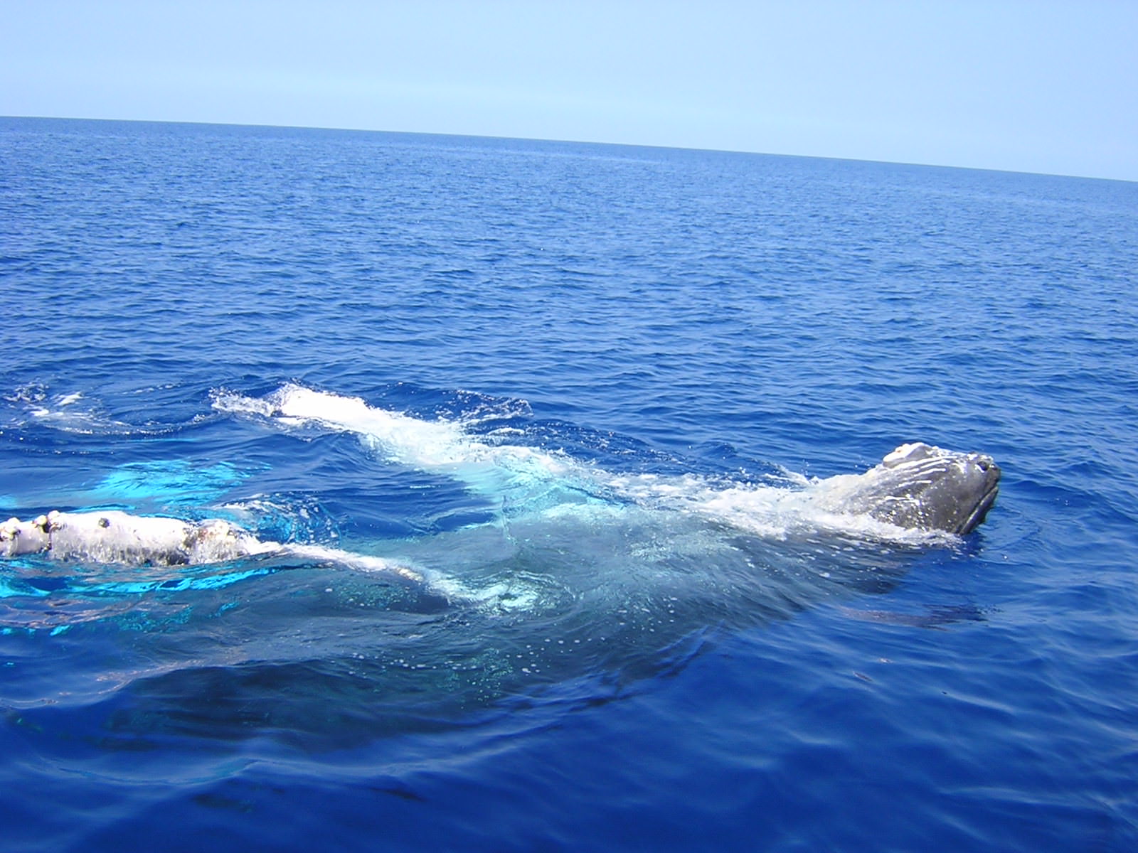 Baleines et Cachalots show ventral