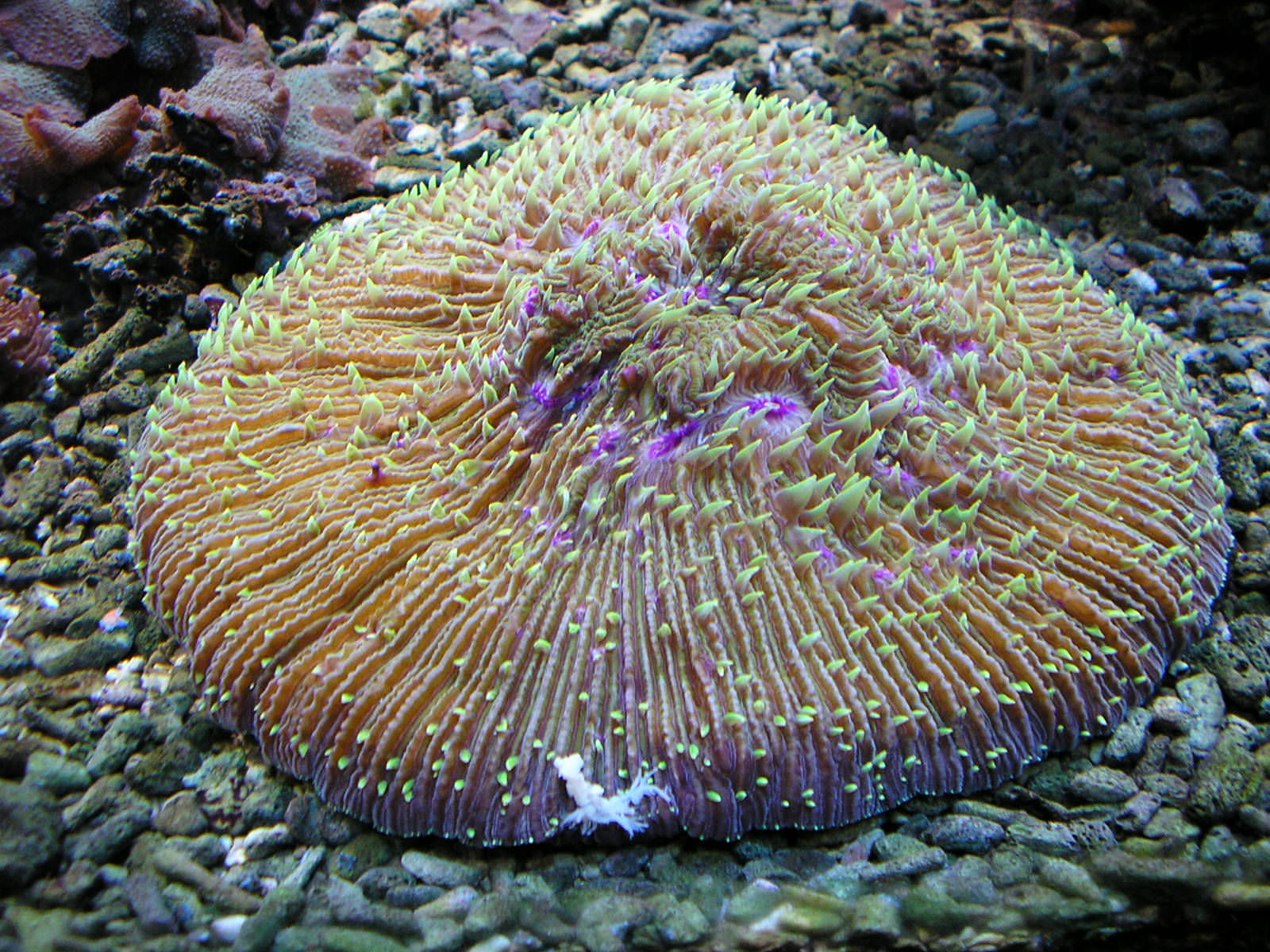 Coraux corail