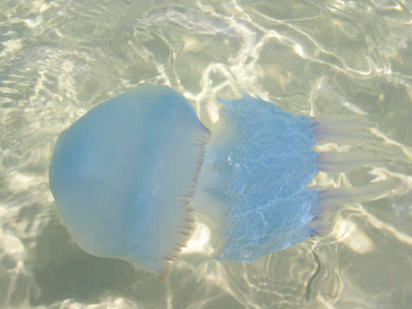 Meduses meduse-chebba