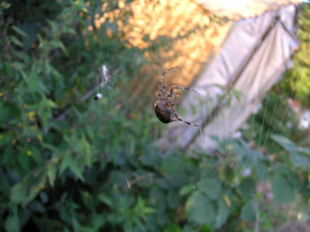 Araignees spider