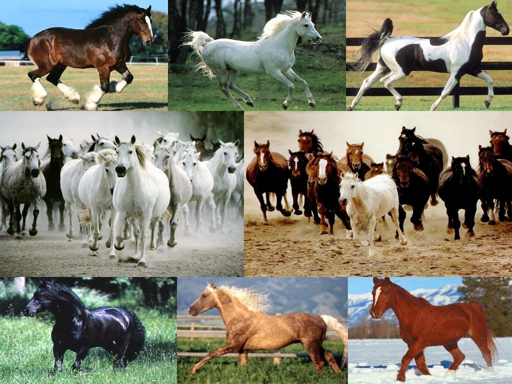 Chevaux Les plus beaux chevaux
