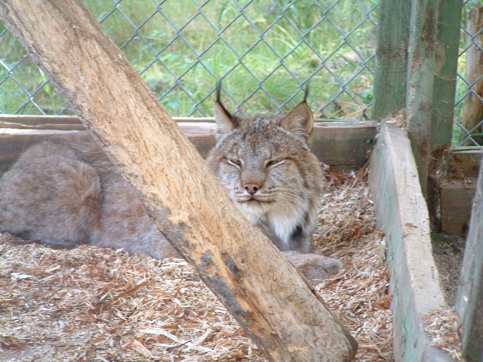 Lynxs Lynx