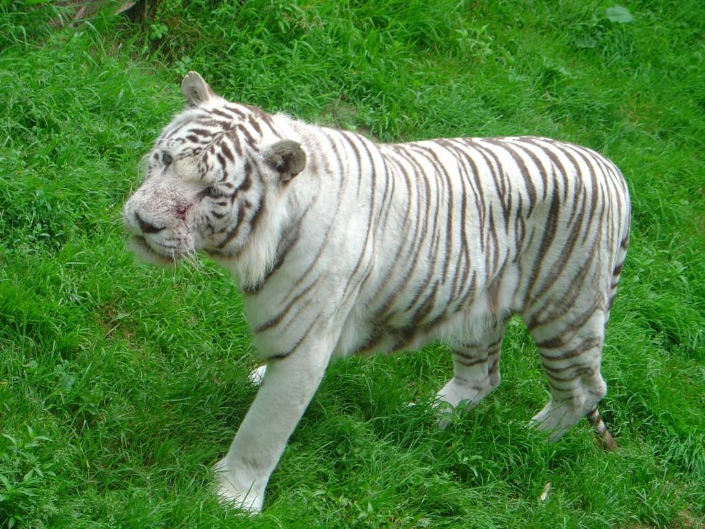 Tigres Tigre blanc