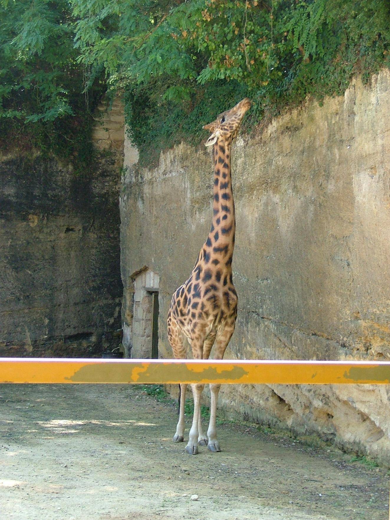 Girafes Wallpaper N°106420