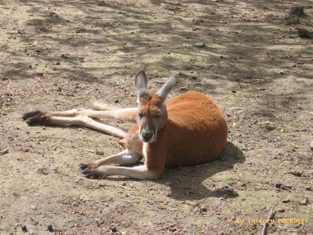 Kangourous kangourou du Parc de Thoiry