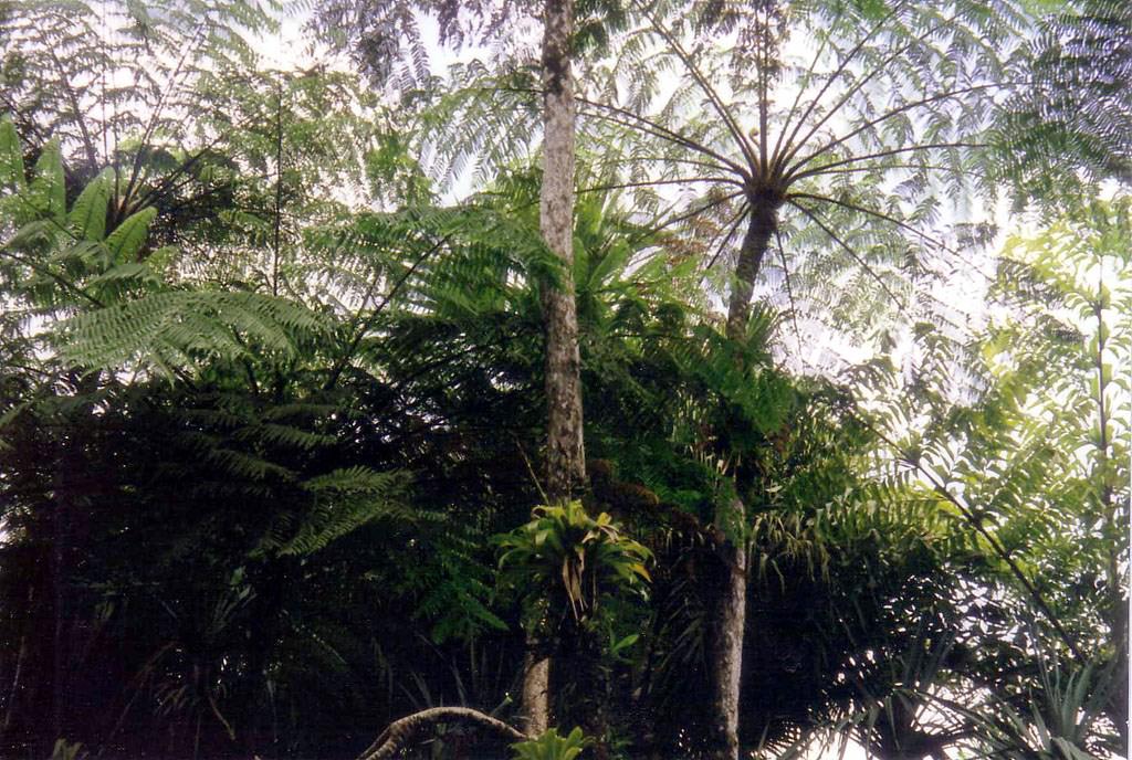 La Martinique Végétation martiniquaise.
