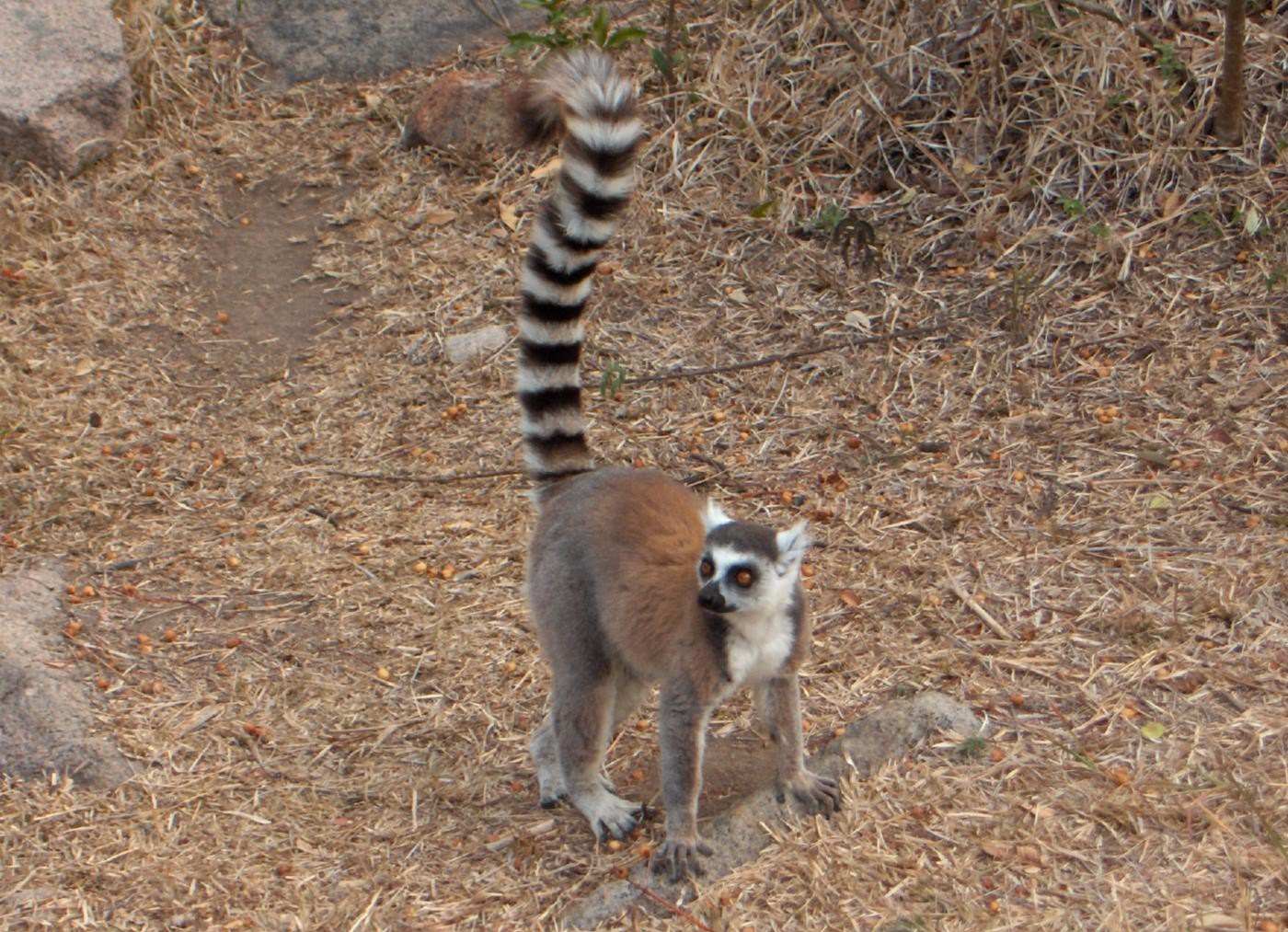 Lemuriens Lemur Catta - en liberté à Madagascar