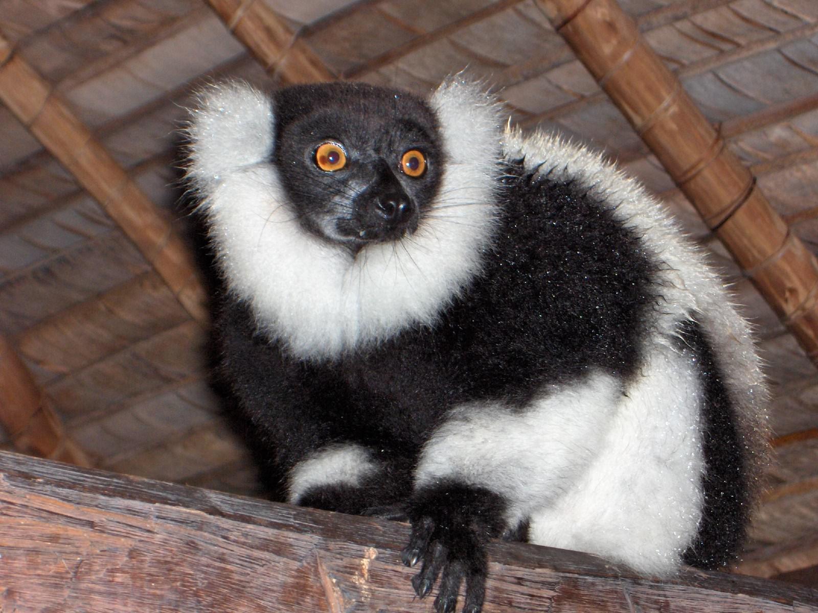Lemuriens Lémurien à Madagascar