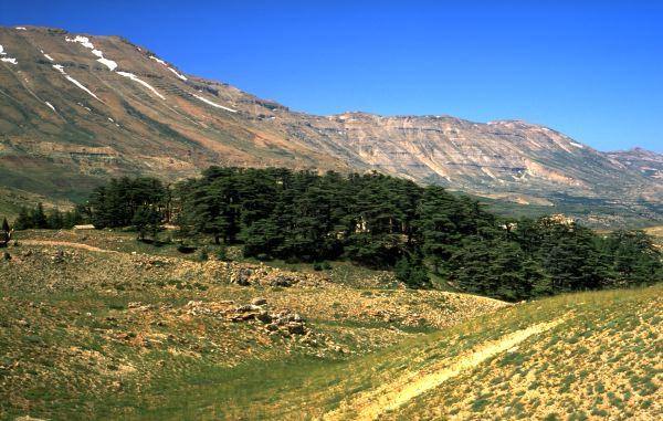 Liban vallée des cedres