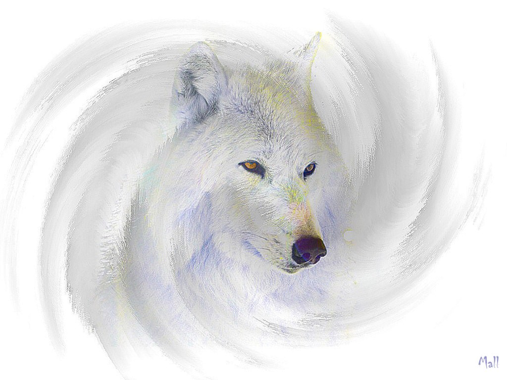 Loups Le loup