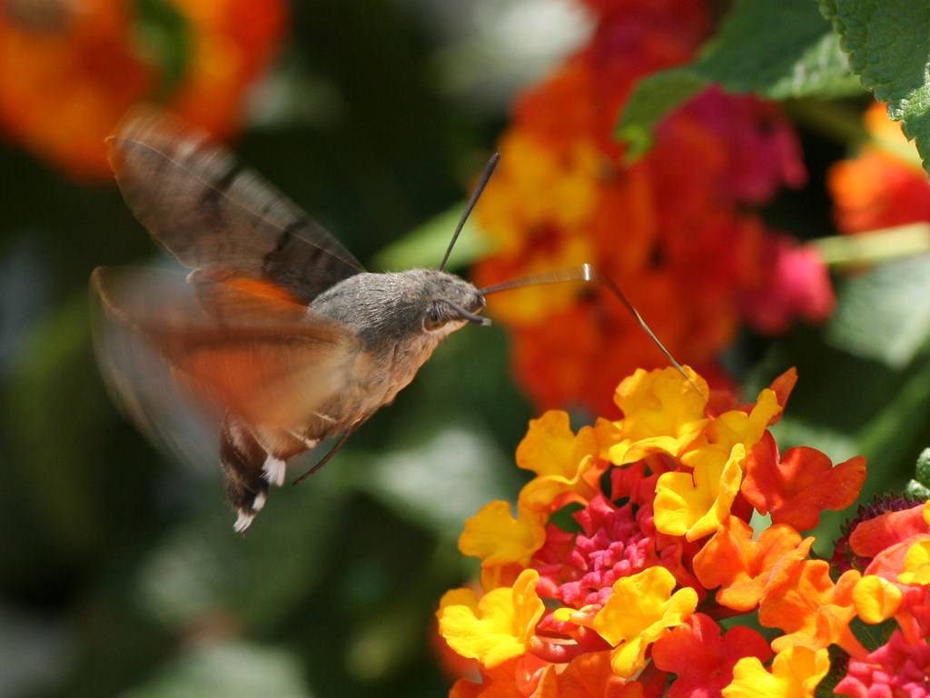 Colibris colibri
