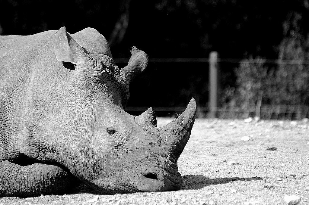 Rhinoceros Quelle tristesse...