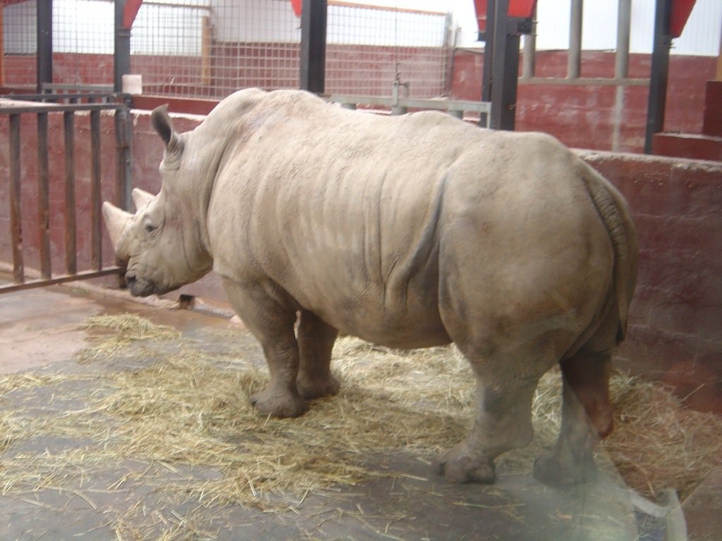 Rhinoceros Rhinoceros blanc