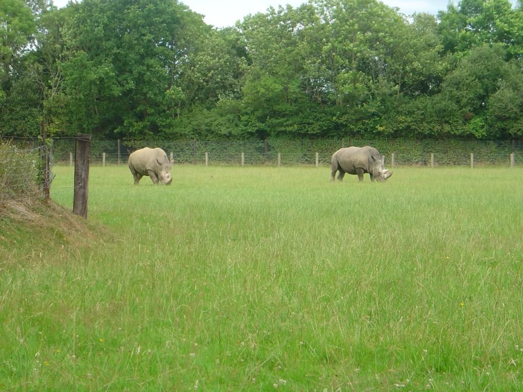 Rhinoceros Rhinoceros