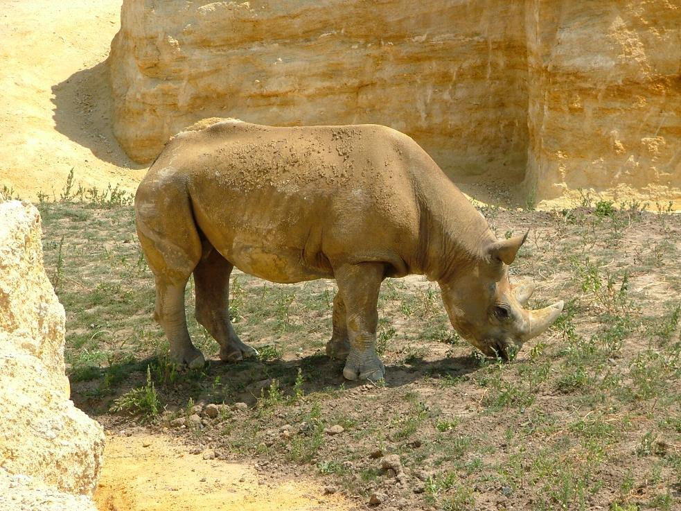 Rhinoceros RHINOCEROS NOIR