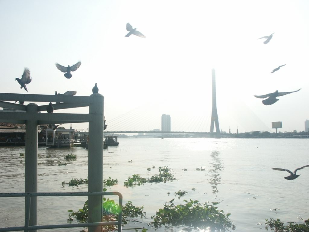 Thailande pont bankok oiseau