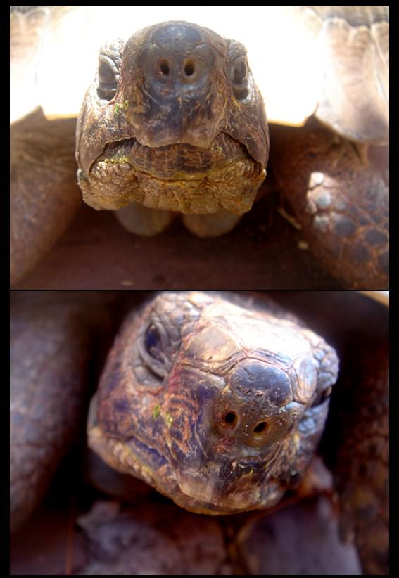 Tortues pepette!