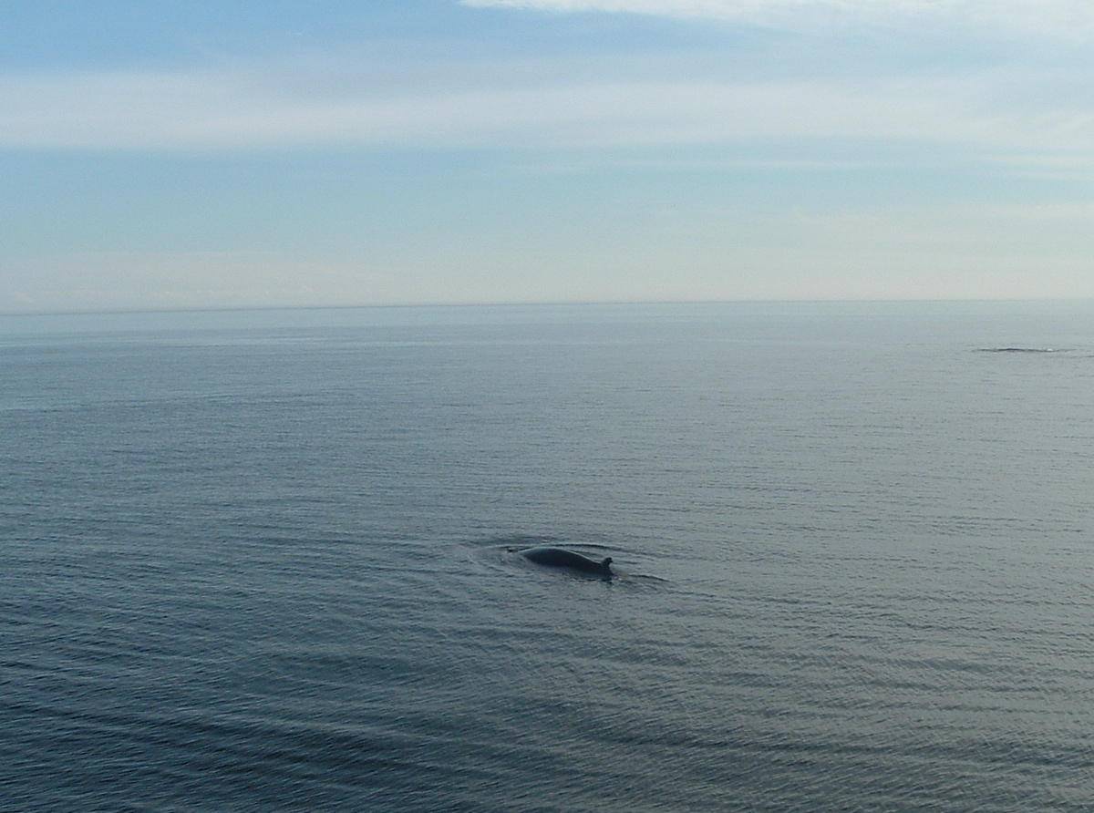 Baleines et Cachalots Rorqual commun, Golfe St-Laurent, Québec