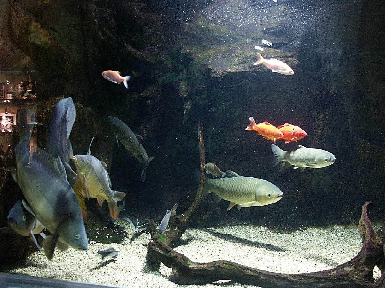 Poissons Aquarium
