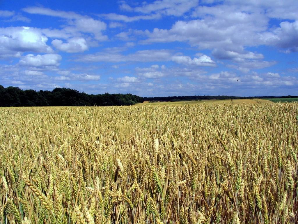 Champs et Prairies Champ de blé du côté d'Auxerre