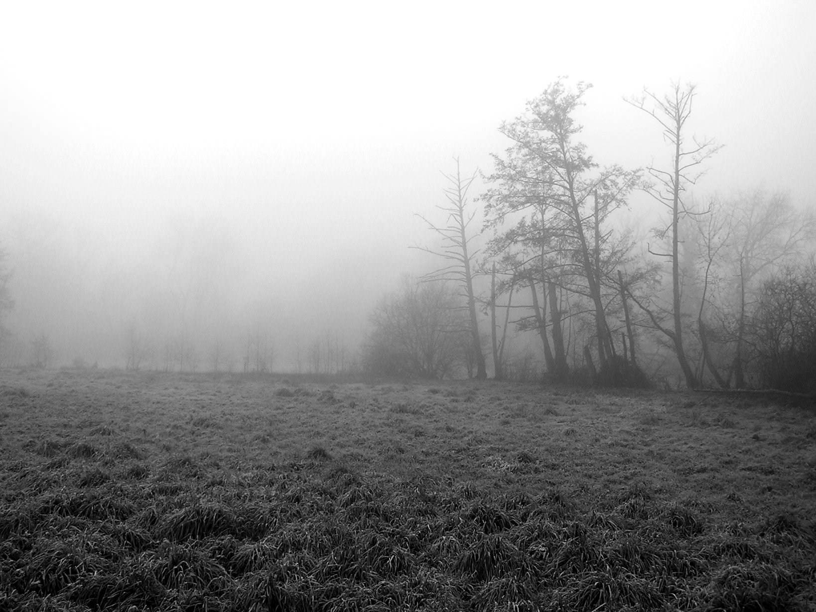 Champs et Prairies Brouillard matinal (suite)