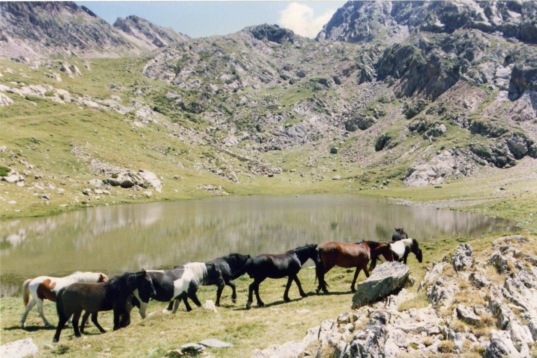 Chevaux Chevaux en liberté dans les Pyrénées