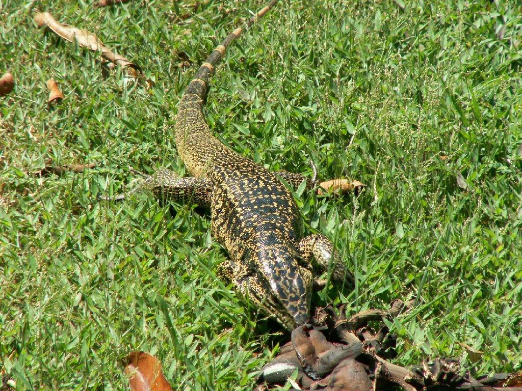 Crocodiles et Alligators Lézard de terre guyanais