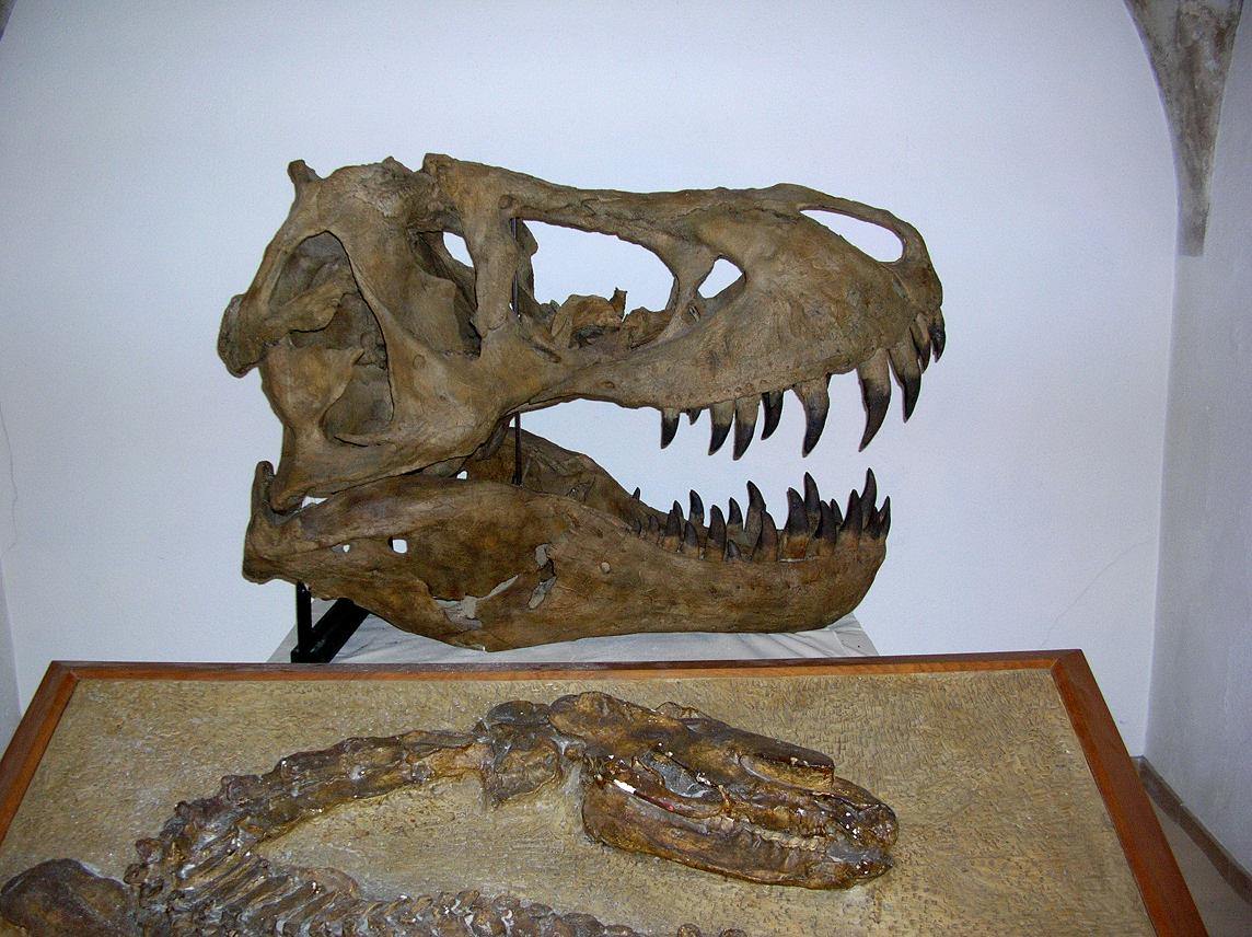 Dinosaures Crâne d'allosaurus