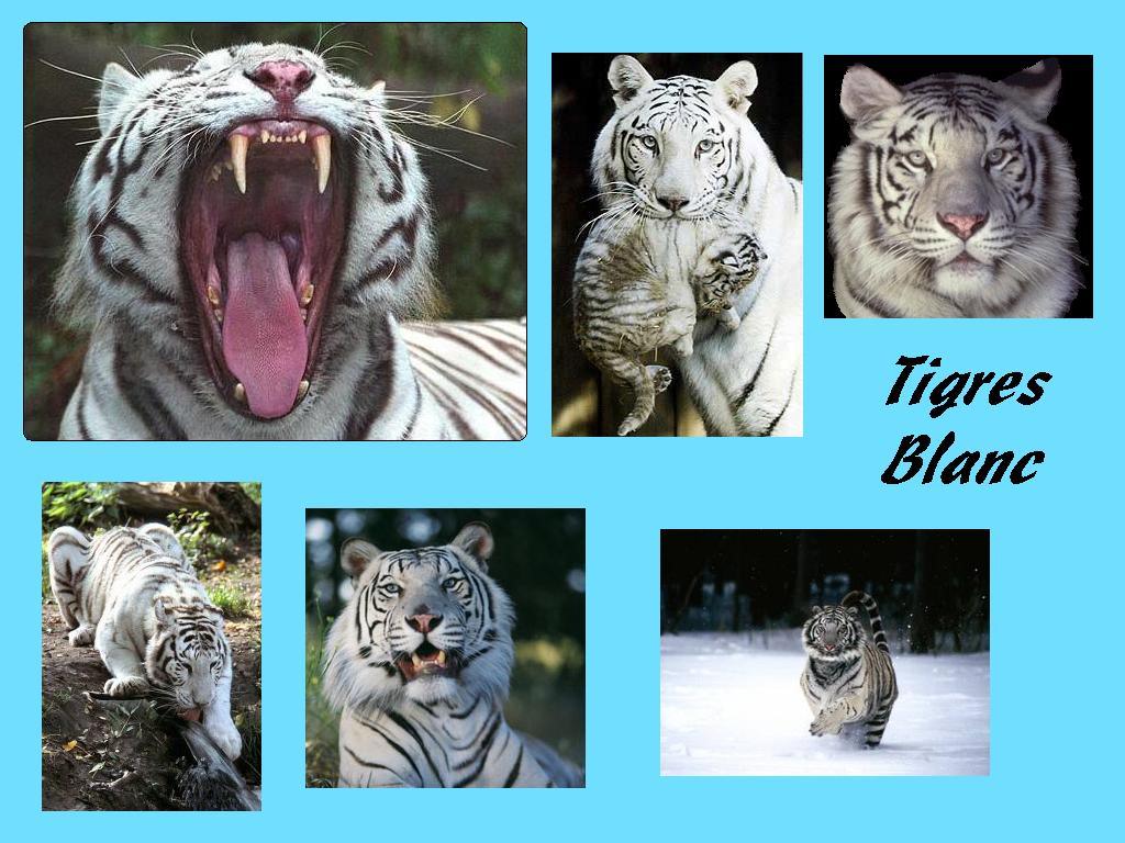 Tigres tigres
