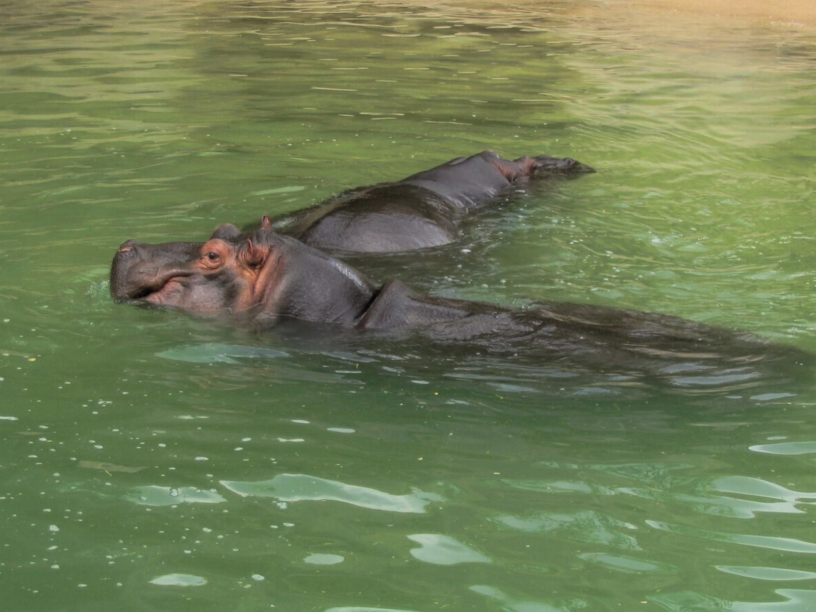 Hippopotames Hippo ...
